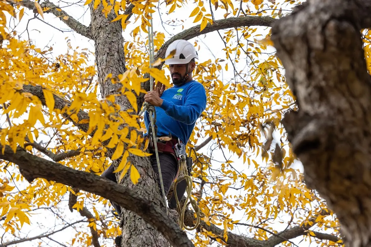 Skilled Tree Pruning crew working in Russell Springs