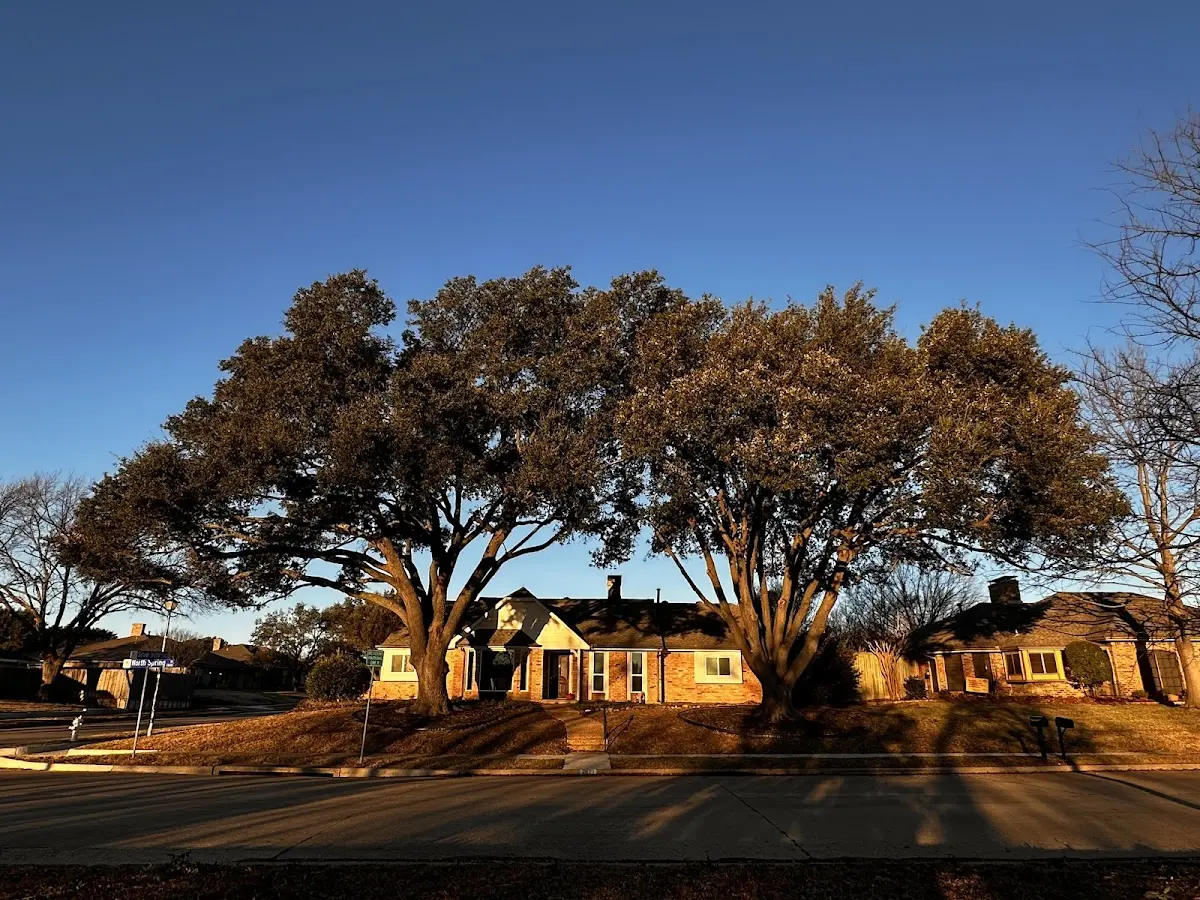 Established residential canopy tree shading a home in Russell Springs
